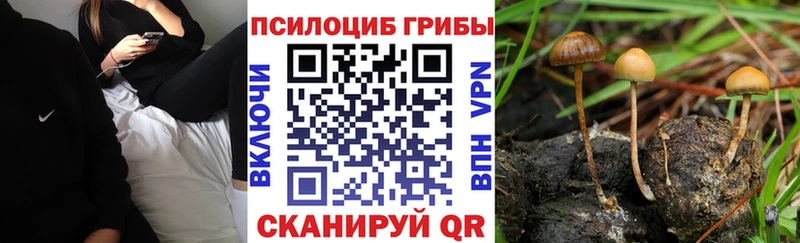 Галлюциногенные грибы Psilocybine cubensis  Новая Усмань 